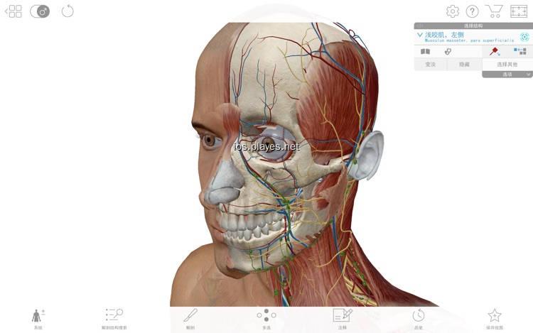 可視虛擬人體解剖,虛擬解剖臺(tái)  第3張