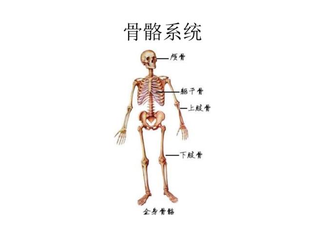 可視虛擬人體解剖,虛擬解剖臺(tái)  第2張