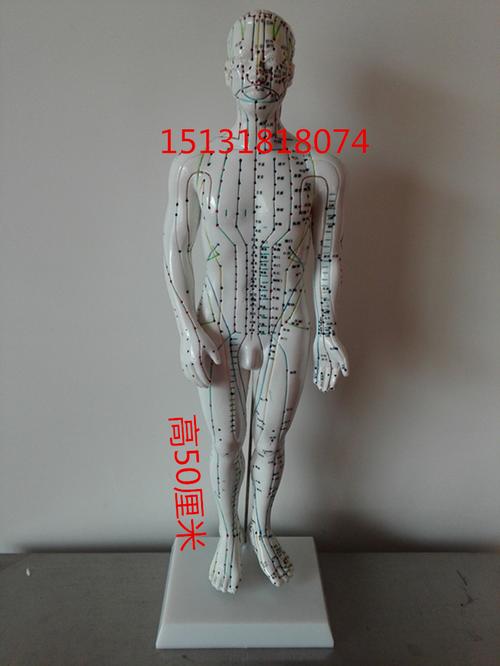 虛擬人體經(jīng)絡(luò)模型,人體經(jīng)絡(luò)模型哪里有賣  第1張