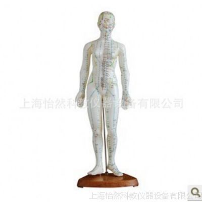 虛擬人體經(jīng)絡(luò)模型,人體經(jīng)絡(luò)模型哪里有賣  第2張